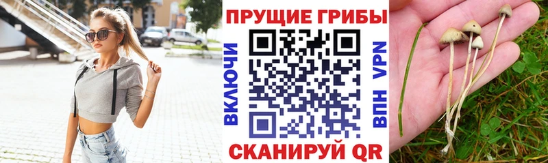 Псилоцибиновые грибы GOLDEN TEACHER  Дагестанские Огни 